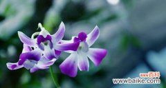 从传统到现代 探寻兰花的花语和寓意