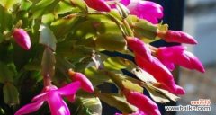 一年开几次花 蟹爪兰的花开频率与花语
