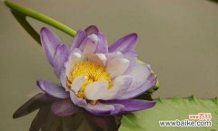 从花朵到人生 探寻睡莲花语的寓意