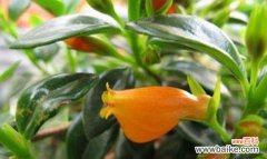 以口红吊兰为主题的风水寓意与摆放位置