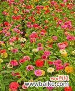 用百日草花诠释生命的意义与价值 百日草花