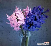 传递真诚与美丽 蓝色风信子的花语