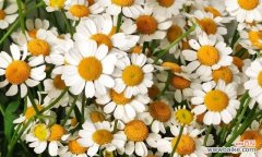 揭示洋甘菊的象征意义及心灵启迪 洋甘菊的花语与寓意