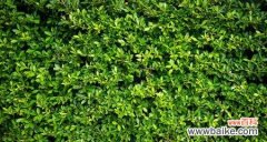 探寻大自然中的环保之源 绿色环保的植物世界