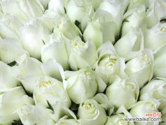 寓意不朽的美丽与悲伤 枯萎的白玫瑰花语及其意义