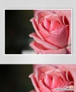 解读粉色玫瑰的浪漫与温柔 粉色玫瑰的象征意义及文化内涵