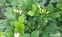 香气满溢 九里香之寓意与象征