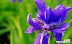 探寻鸢尾草的花语与文化内涵 鸢尾草的寓意与象征意义