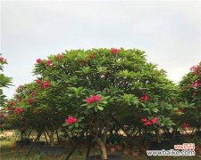 全冠树的定义 全冠树