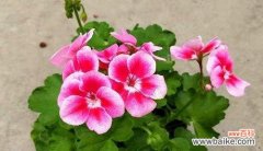 解密花朵的微妙语言 花语