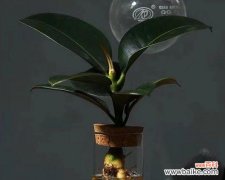 探索黑金刚橡皮树的象征意义与启示 黑金刚橡皮树的生命力与坚韧意志