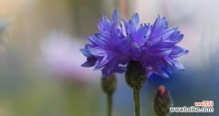 矢车菊花语的深层内涵与文化寓意 矢车菊花语与寓意