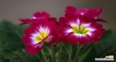 以梅花代表报春的坚韧与希望 花开报春，美好永恒