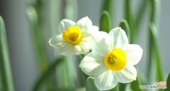 探秘水仙花的寓意与意义 水仙花的花语和象征