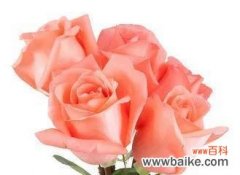 深入解读玫瑰花的五重含义 五朵玫瑰花代表的意义与象征