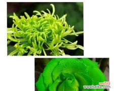 美丽绽放 鲜花的象征意义