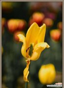 金黄灿烂 黄色郁金香的花语