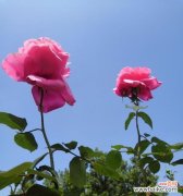 美丽绽放的花海 花开人间