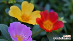 花语中的顺利与幸福 顺利之花开放绽放幸福