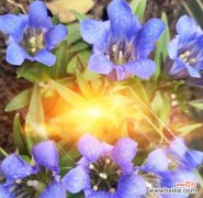 草坪上的紫色幸福 龙胆花之花语