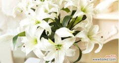 揭示梯伯百合花语的深层内涵 梯伯百合花语