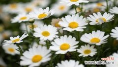 传递希望与坚持的力量 以皱菊的花语