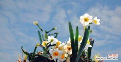 水仙花的花语和文化意义 水仙花