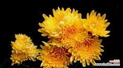 花中的坚强与高贵 菊花的象征意义与寓意