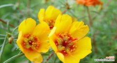 阳光之下 以向日葵花语为主题的乐观心态