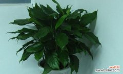 永恒的生命之象微笑面对岁月流转 探寻万年青的寓意与象征