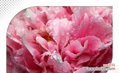 传说中的美丽与坚韧 岩牡丹