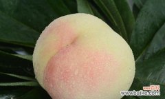 探究水蜜桃在文化和艺术中的多重象征 水蜜桃的象征意义与寓意