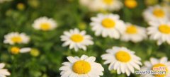 雏菊的花语是什么？如何用雏菊表达情感？