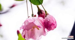 垂丝海棠花语是什么？了解垂丝海棠的象征意义和文化内涵？