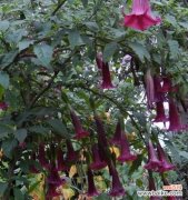 揭开曼陀罗花的花语密码 曼陀罗花语之神秘与神圣