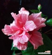 祝福与希望——长寿花为我们带来的启示 长寿花的花语——传承千年的生命之