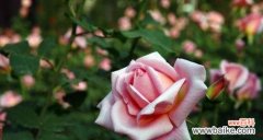 月季花的神秘语言 探寻月季花的花语之美