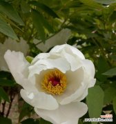 揭示白牡丹花语 白牡丹花语