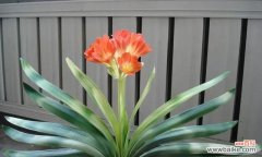 以君子兰传达的美德和价值观 以君子兰的寓意与象征意义