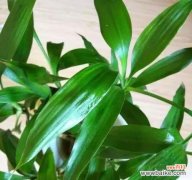 探寻富贵竹的文化内涵与象征意义 富贵竹——幸福与繁荣之象征