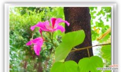 用一束红花羊蹄甲传递承诺的力量 红花羊蹄甲的花语