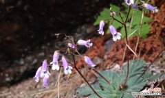 探寻思念之花 寄托思念之情的植物世界