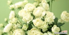 用花语传达心意 二十一朵白玫瑰的花语-爱与祝福的绽放