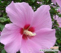 了解木槿花花语 木槿花的花语与意义