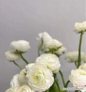 五彩斑斓的花海 花开世界，色彩绽放