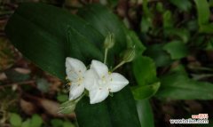 解析白花紫露草的花语 白花紫露草的花语及其象征意义