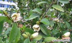 一朵盛开的笑容 含笑花的象征意义与传说