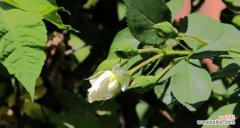 解析白蔷薇的浪漫与神秘 白蔷薇的象征意义与文化价值