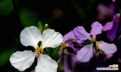 探寻二月兰花语的深意 二月兰花语的美丽与祝福