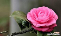 以山茶花花语为主题的文章 山茶花花语-传递爱与温暖